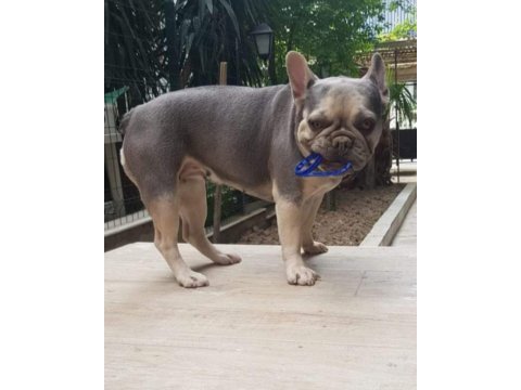 Sahiplendirme french bulldog