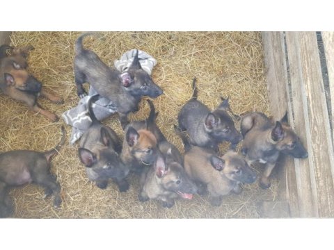 Malinois sağlam kan hattı