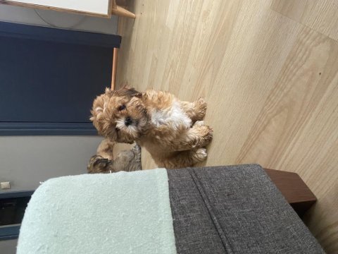 2,5 aylık güzel gözlü shih tzu kızlarım