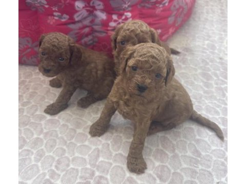 1 aylık poodle 15 mayıs teslim