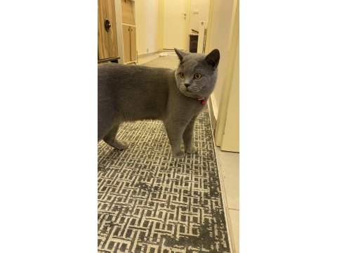 Eğitimli kısır uysal british shorthair