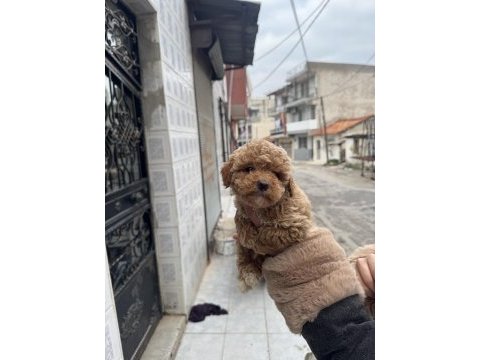 Şirin maltipoo bebeklerimiz yeni yuvasını arıyor