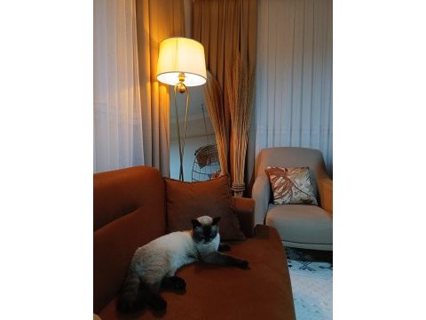 Erkek çok akıllı uysal kısır değil siyam kedisi