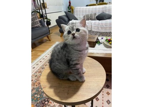 2 aylık british shorthair yavru