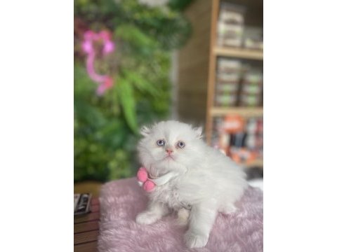 Şu chinchilla yavrumun nadideliğine bakın