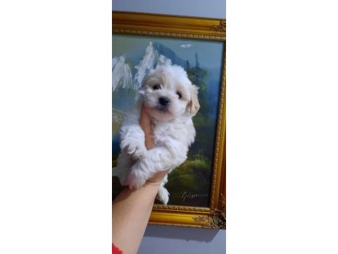Bebeks maltese terrier
