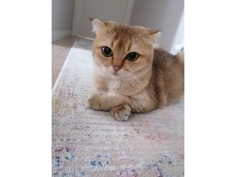 Scottish fold gold