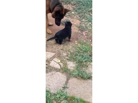 Alman çoban köpeği yavruları