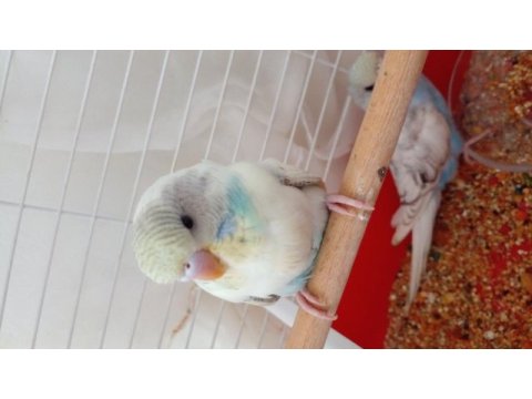 Yavru cins muhabbet kuşu