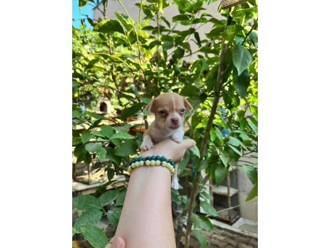Avrupa standartlarındakı chihuahua ogullarım