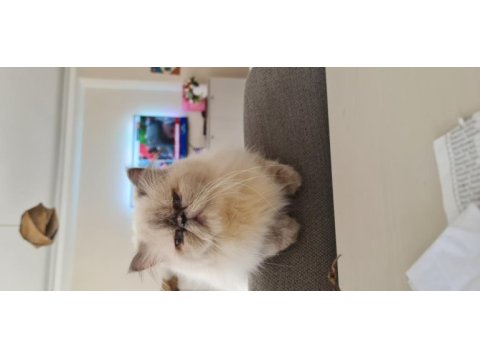 2 yaşında exotic shorthair