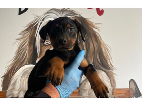 Doberman bebekler yeni ailerini bekliyor