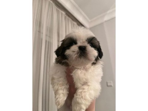 Safkan shih-tzu yavruları