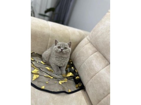Show kalite yavrular british shorthair