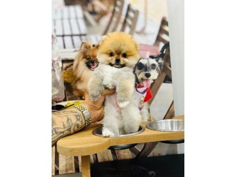 Federasyon kayıtlı orjinal pomeranian boo