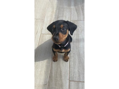 Satılık safkan doberman yavruları