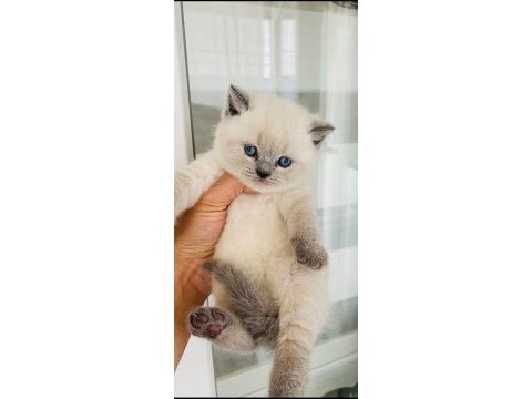 Teslime hazır british shorthair