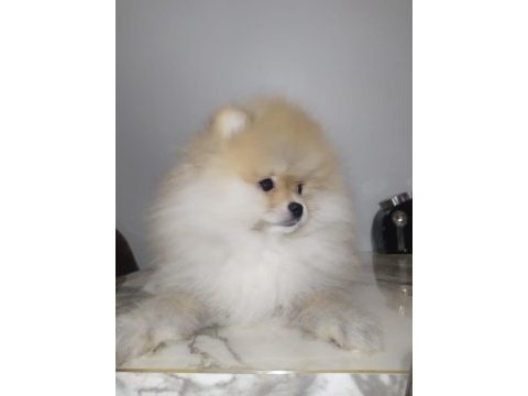 Şampiyon babadan erkek pomeranian yavrular