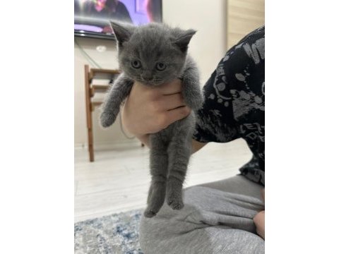 British shorthair yavrularımız yeni sahiplerini bekliyor