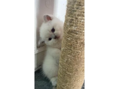 Ayı surat scottish fold bebekler
