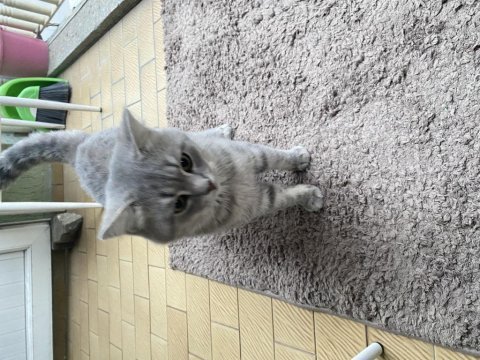 British shorthair 3 yaşında