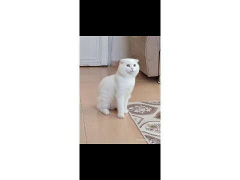 Scottish fold kedisi 7 yaşında