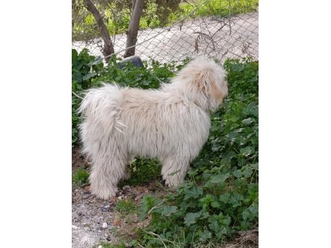 9 aylık erkek tüm aşıları tam maltipoo