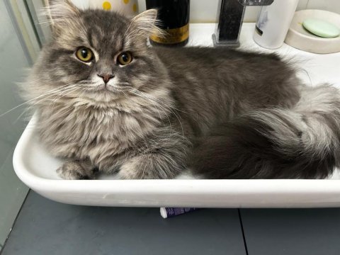 Chinchilla iran kırması erkek 1 yaşında