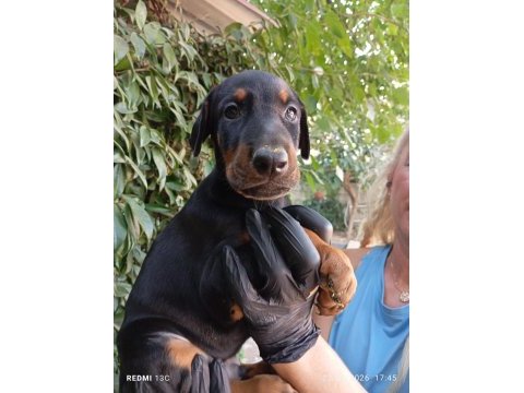 Irk ve sağlık garanti saf kan doberman yavrularımız