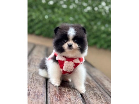 2 aylık dişi pomeranian yavru