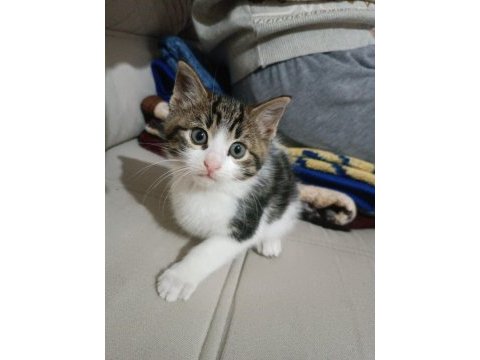 Sağlıklı ve hareketli yavru dişi kedim