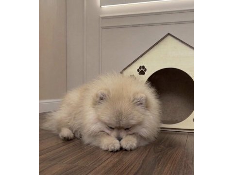 Pomeranian boo orange erkek
