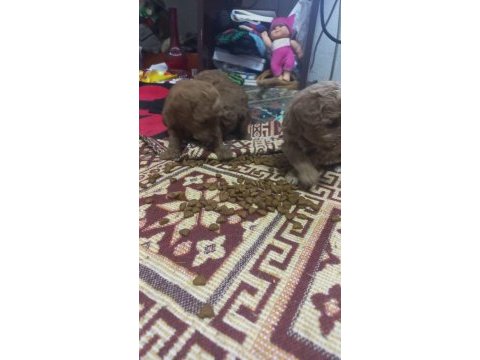 Toy poodle yavrularımız sizlere dost olmaya hazırdır