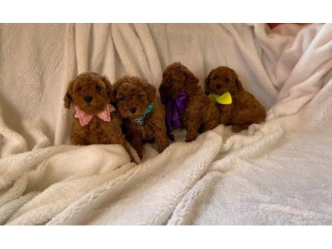Müthiş kore poodle yavruları