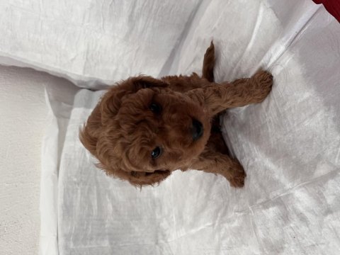 Oyuncu poodle yavrularımız yeni sahiplerini arıyor