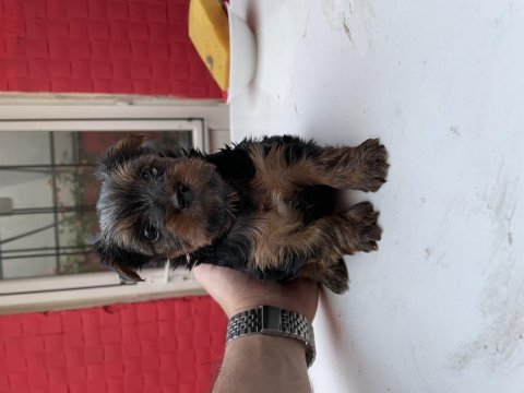 Safkan yorkshire terrier