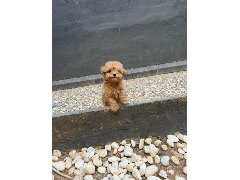 Güzel yüzlü yavru maltipoo