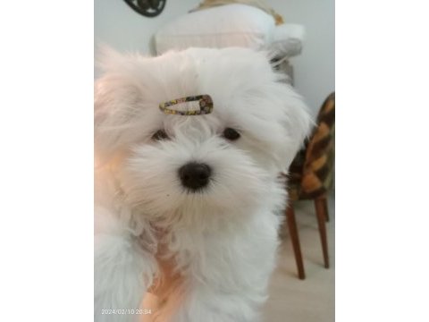 Muhteşem maltese