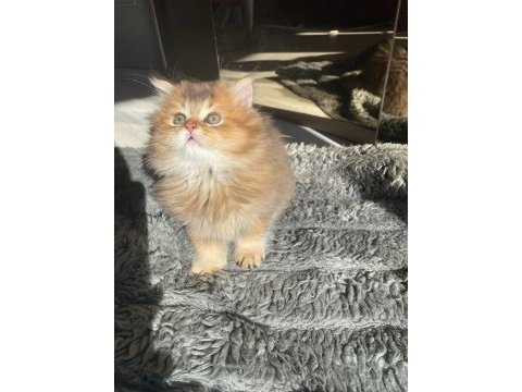 Safkan golden british longhair