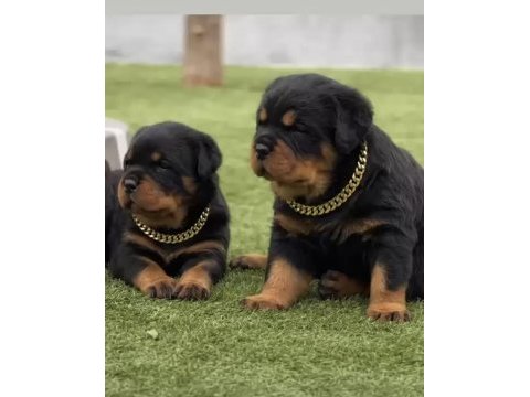 Rottweiler yavruları
