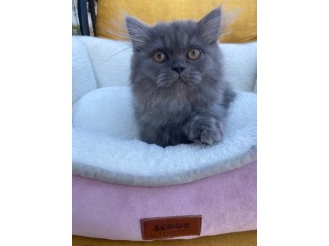 2 yavru kardeşler british longhair