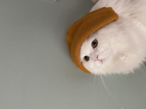 British longhair odin