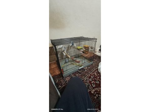 Sağlıklı muhabbet kuşları ister toplu ister tek tek