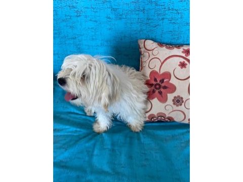 Acil ömürlük yuva ücretsiz sahiplendirme köpeğimiz