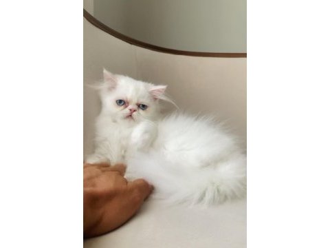 Exotic longhair kalıcı mavi göz