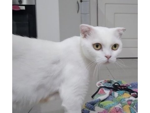 3-4 ay arası 3 tane erkek scottish fold