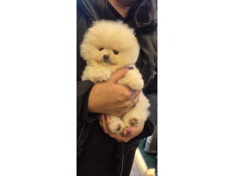 Pamuk dişi erkek pomeranian