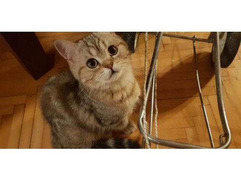 British shorthair oğlumuz lokı için acil yuva