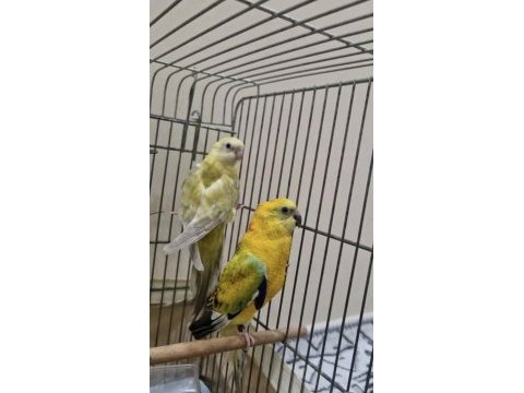 Şarkıcı paraket papağanı