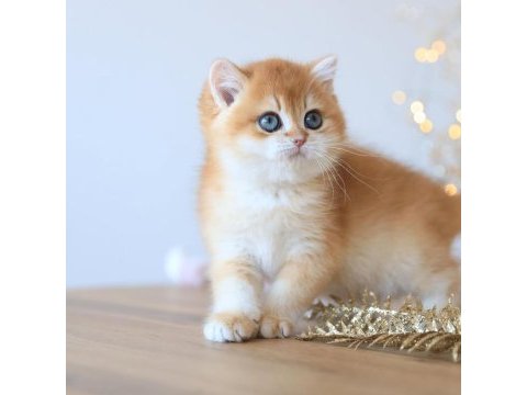 Manken gibi golden british shorthair 